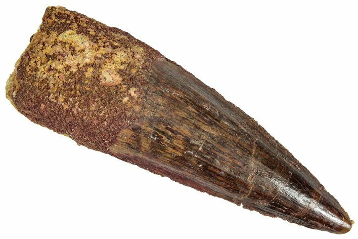 Fossil Spinosaurus Tooth - Real Dinosaur Tooth #305599